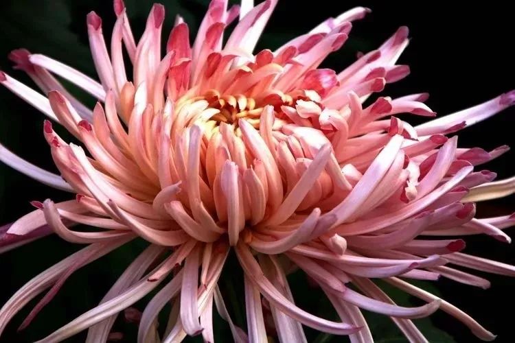 花中四君子菊花国画用笔,花中四君子菊花高清图片