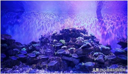 云南海洋公园,海昌海洋公园投资商