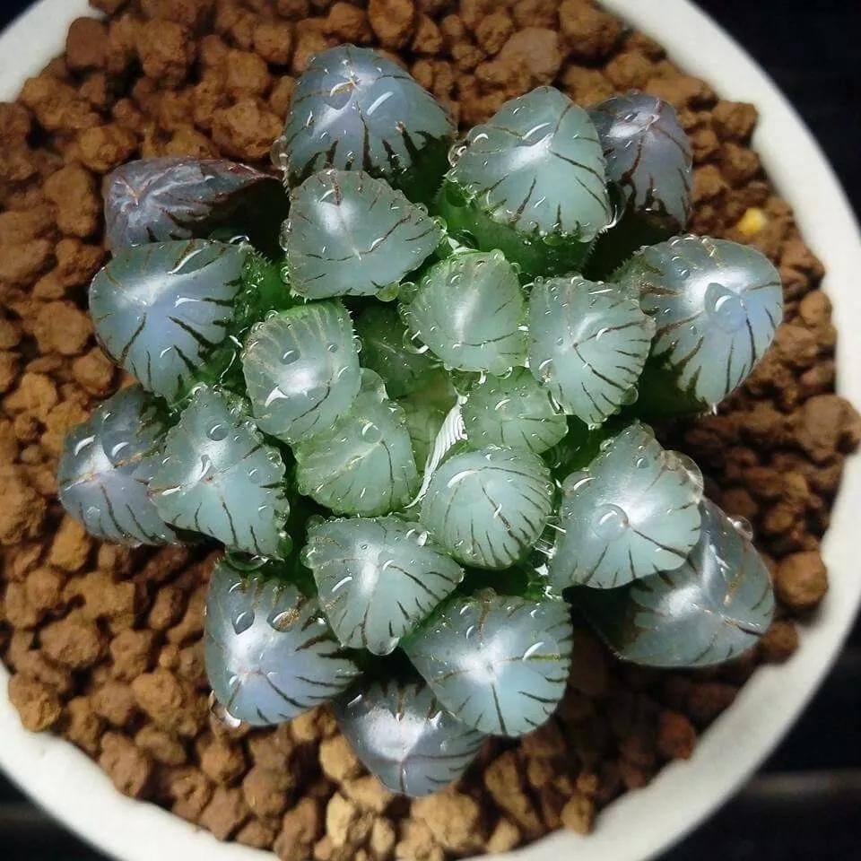 世界上最高贵最漂亮的花,世界上最名贵的花