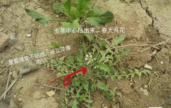 怎么判断荠菜嫩不嫩,如何辨别荠菜视频