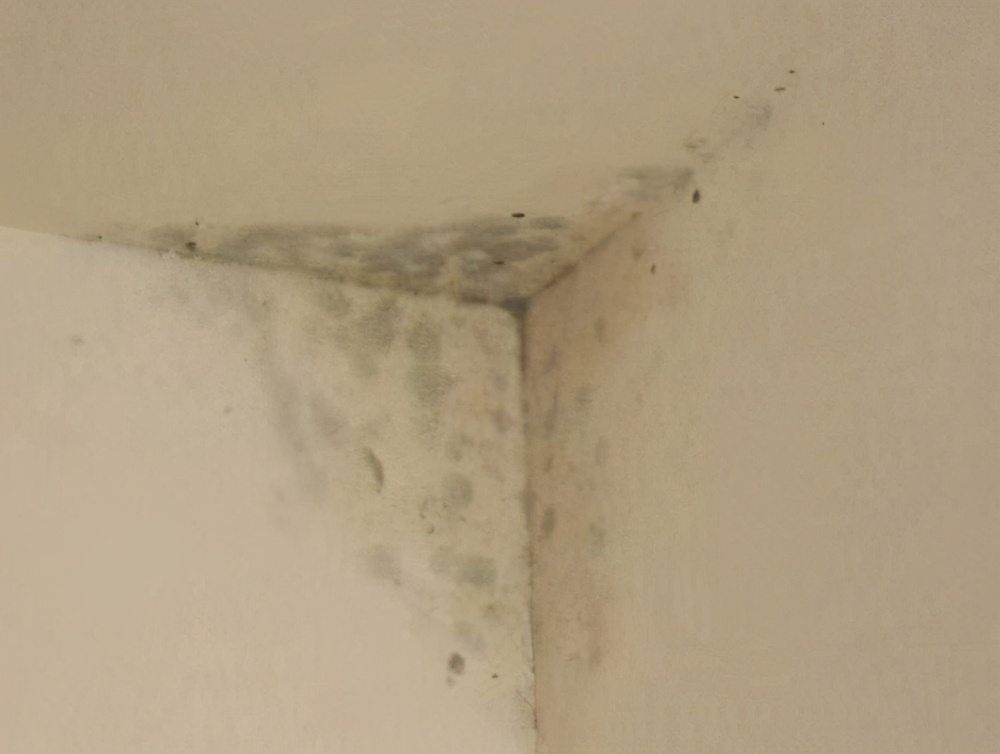 墙面发霉哪个祛霉喷剂好,墙面发霉除霉剂