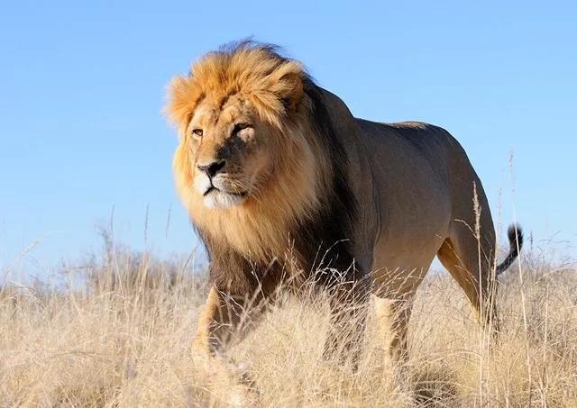 为什么度娘叫度娘,冷知识为什么百度叫度娘