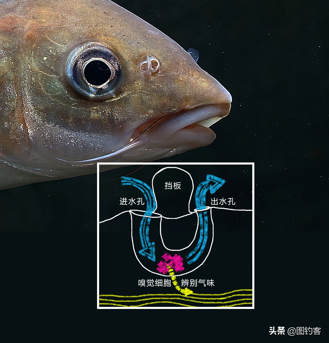 “口眼耳鼻鳃”|鱼类索饵捕食不止靠五官，还掌握生物脉冲技术