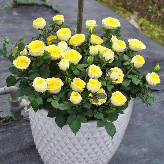 自制万能花肥最简单的方法,怎么样自制花肥方法大全