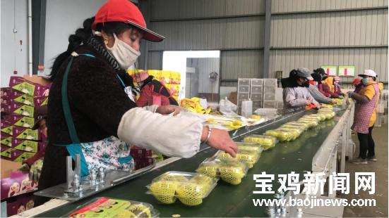 陕西眉县猕猴桃几月份下来,眉县猕猴桃季节