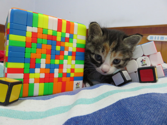 裕鑫黄龙魔方12阶,裕鑫小魔法魔方可以不调试吗