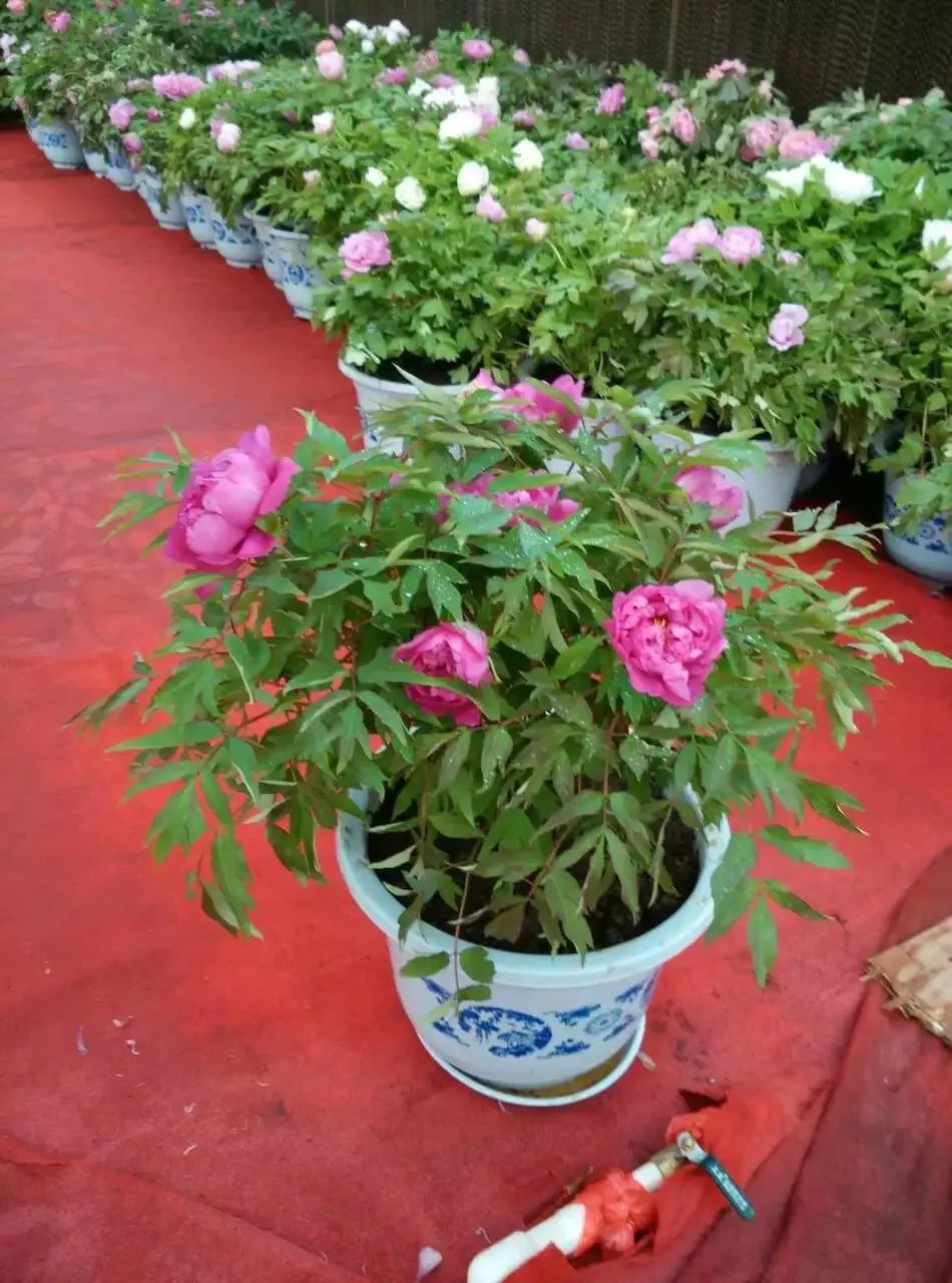 想种花卉怎么种,想要种植花卉大棚怎么入手