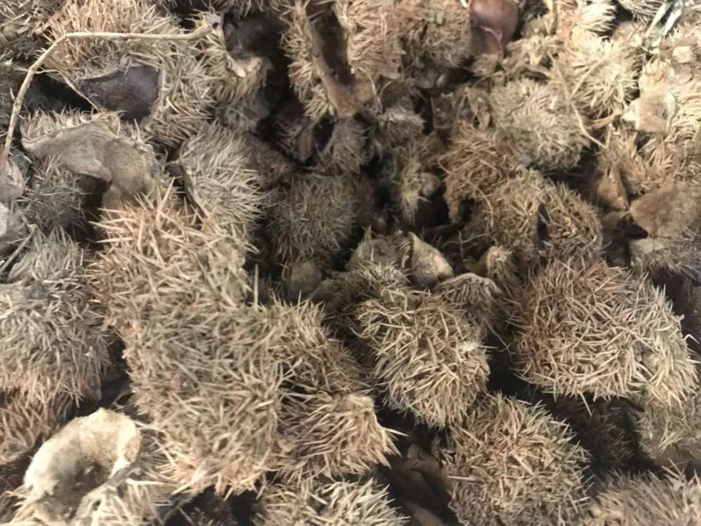 板栗壳补肾,板栗除壳