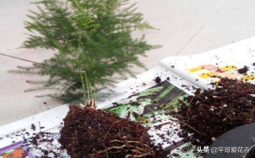 文竹烂根怎么处理才能救活,文竹烂根怎么快速处理