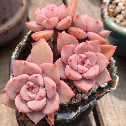 100种常见多肉植物图鉴收藏,1000种多肉植物图鉴及名字