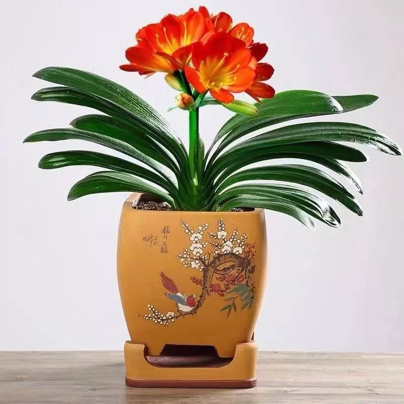 这六种花寓意吉祥好养易活,公认最吉利的4种花