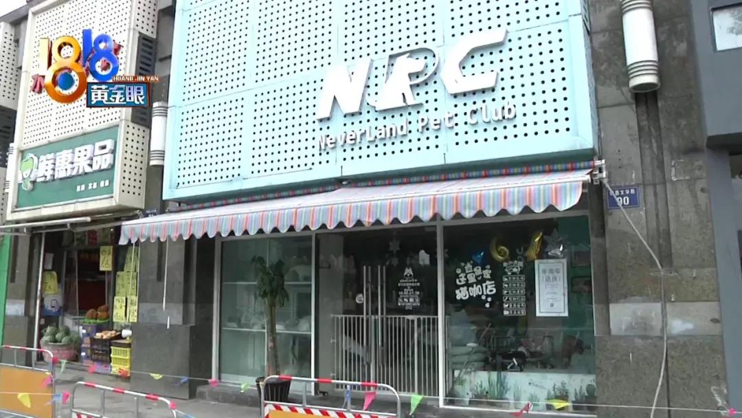 柯基狗毛被剃光,柯基被剃光头的视频