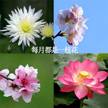 牡丹竟然不是国花？2019花界“宫斗大戏”你站谁？