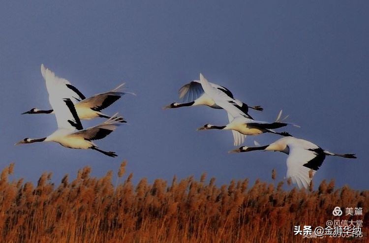 刘岚先生作品欣赏,画家刘岚作品
