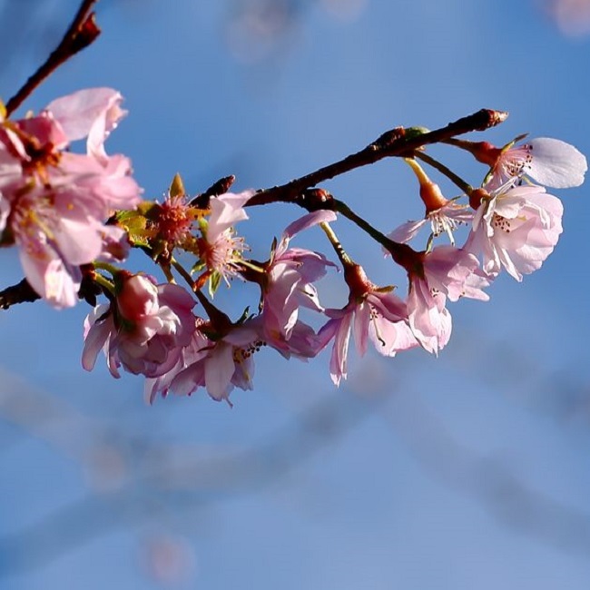 历史上最喜欢的国花,哪几种中国国花搭配好看