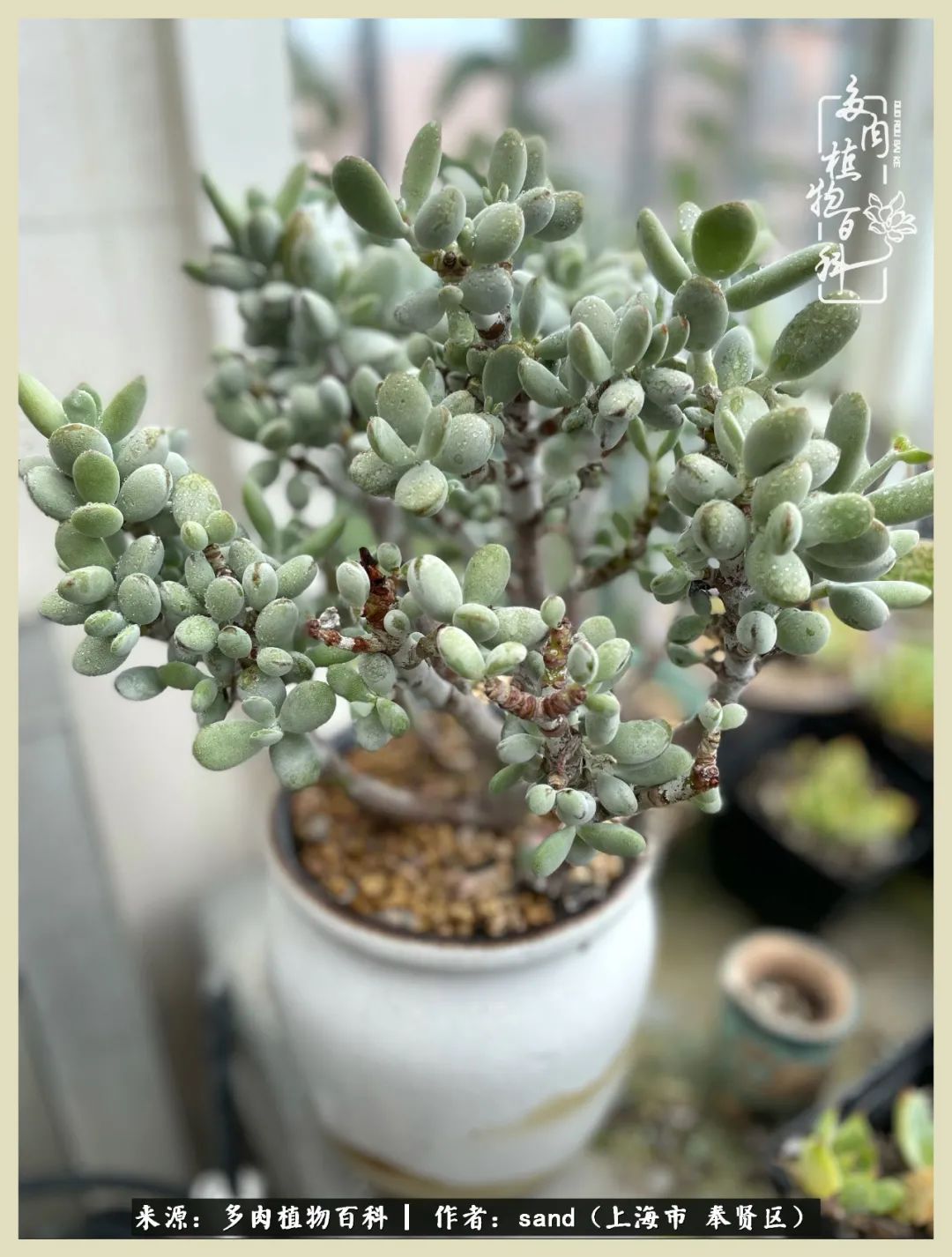 多肉怎么度过三伏天,多肉在三伏天怎么度夏