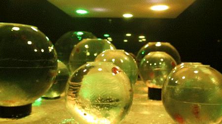 色彩斑斓的海底珊瑚,五彩缤纷的海洋生物视频