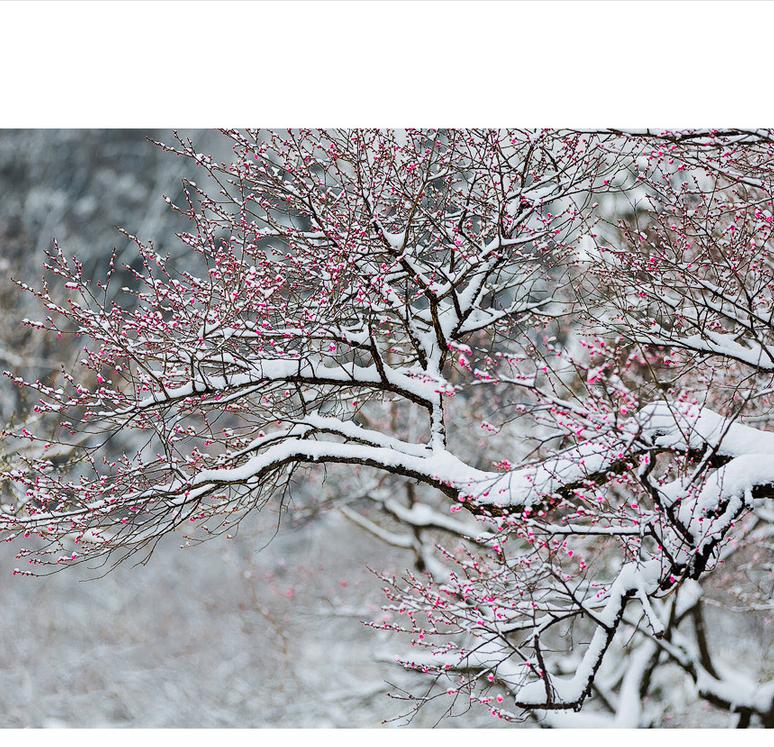 哪些花是真正的富贵花,富贵花给人带来吉祥好运