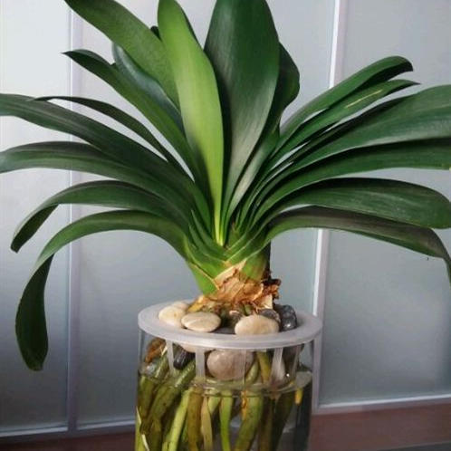 花盆土有盐碱怎么处理,怎么样才能改变花盆土的盐碱