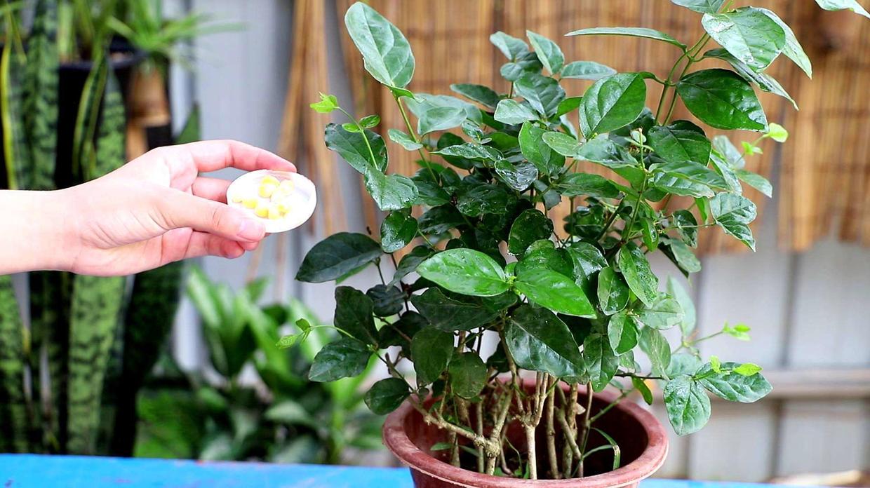 花肥只是辅助作用,花肥用有机肥好吗