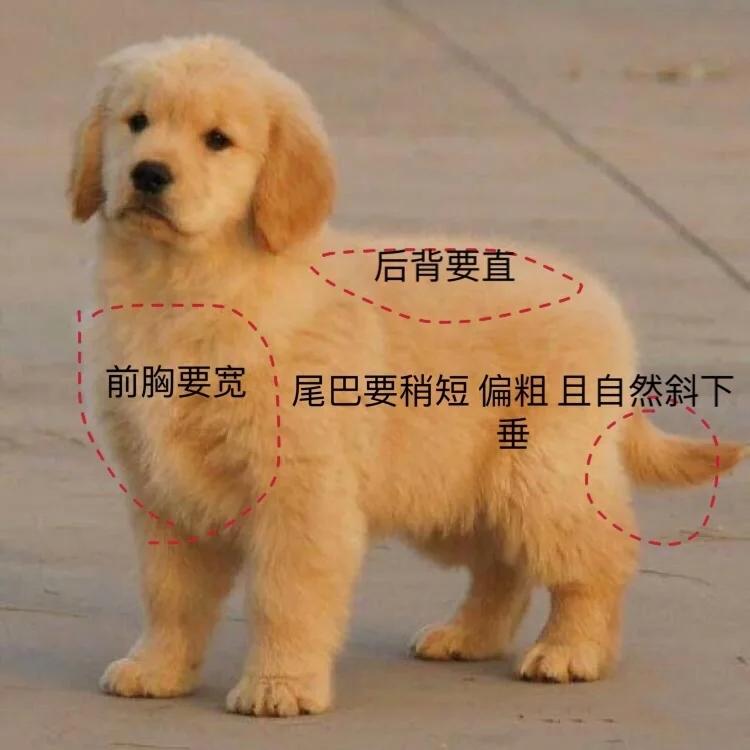 挑选金毛幼犬品相,一个月红毛金毛品相怎么看
