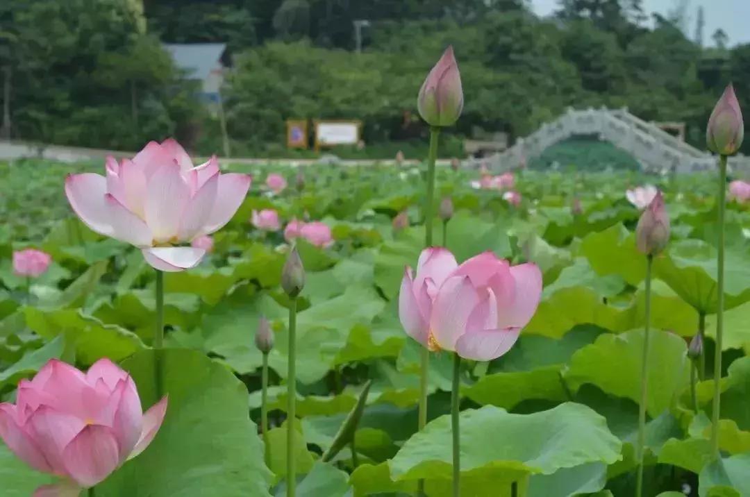 乐山大佛为何不属于石窟,乐山不止有大佛还有美食