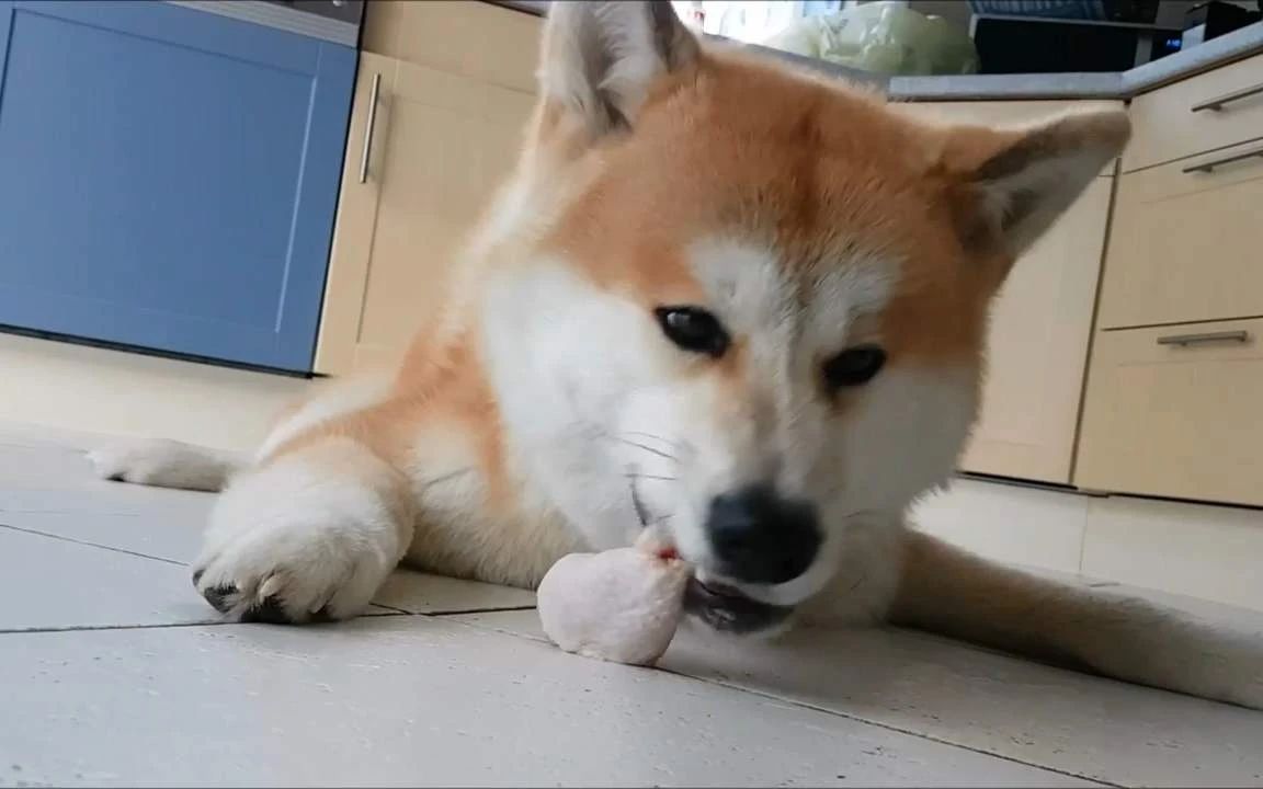 这才是真正的秋田犬,日本忠犬秋田犬