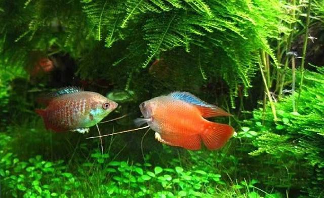 新手养斗鱼推荐品种有哪些,斗鱼科属