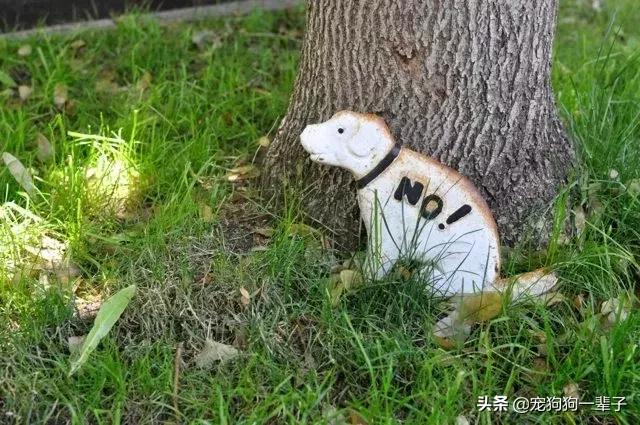 狗主人不清理狗粪便怎么办,对付狗不捡狗屎的办法