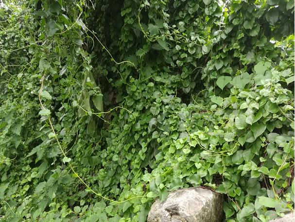 山里背阴处的爬藤植物,农村水沟旁长的爬藤植物叫什么