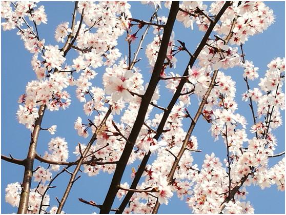 三月春色唯美诗句,阳春三月好风光诗词鉴赏