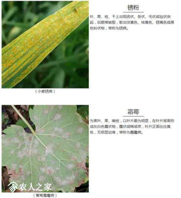 每日一课100个常识,真菌感染必备知识