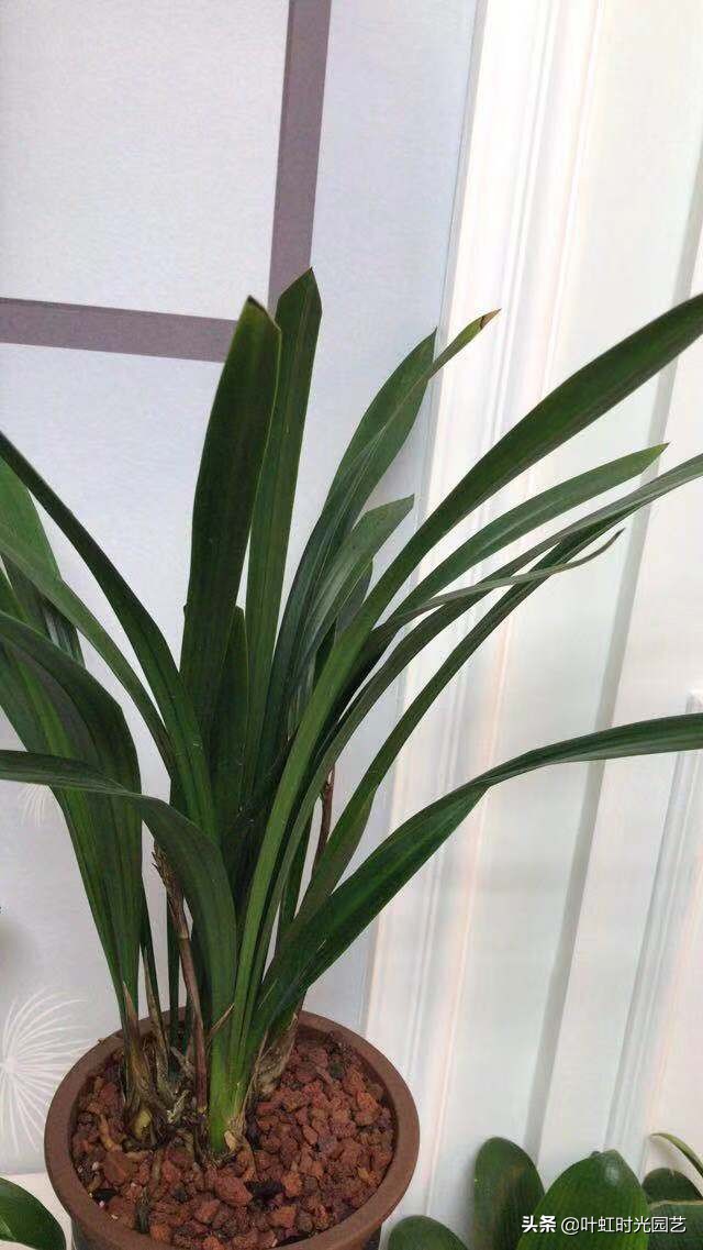 兰花叶片喷水,兰花叶子喷水