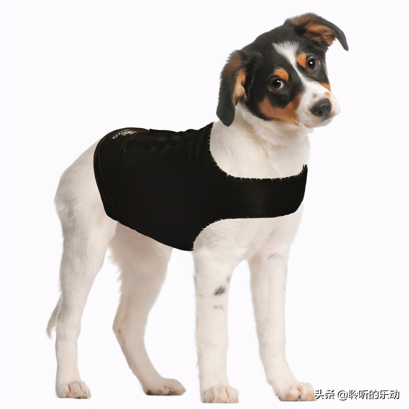 十大可爱的宠物狗,最潮的狗狗穿衣搭配