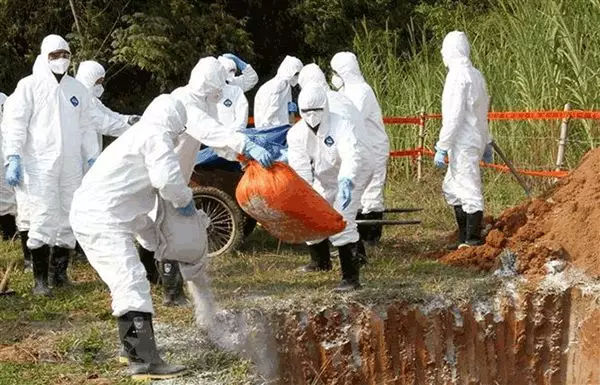 巴西总统称新冠为小感冒,巴西总统对防疫的态度