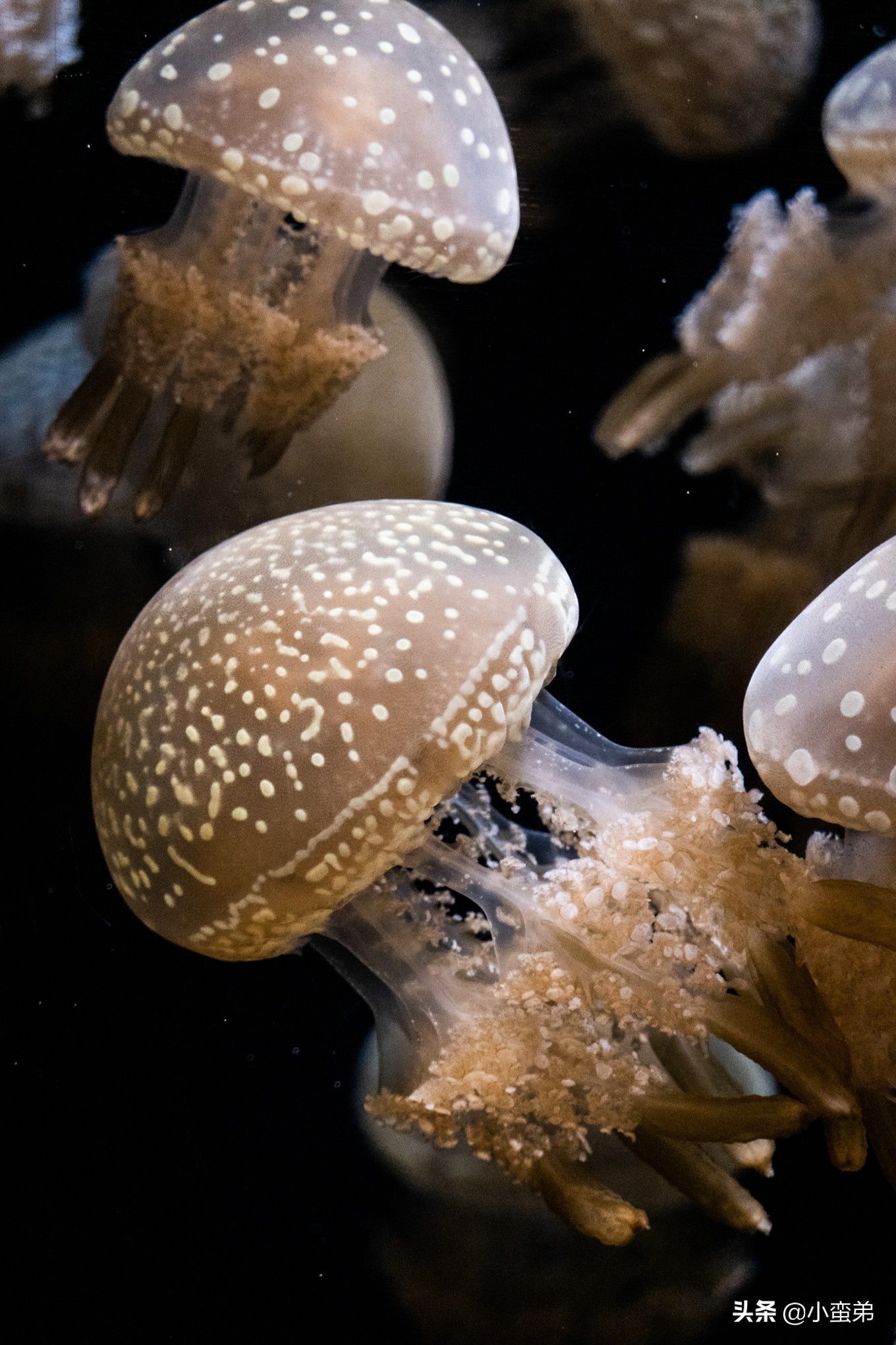 5年之许,小白逆袭重返新加坡