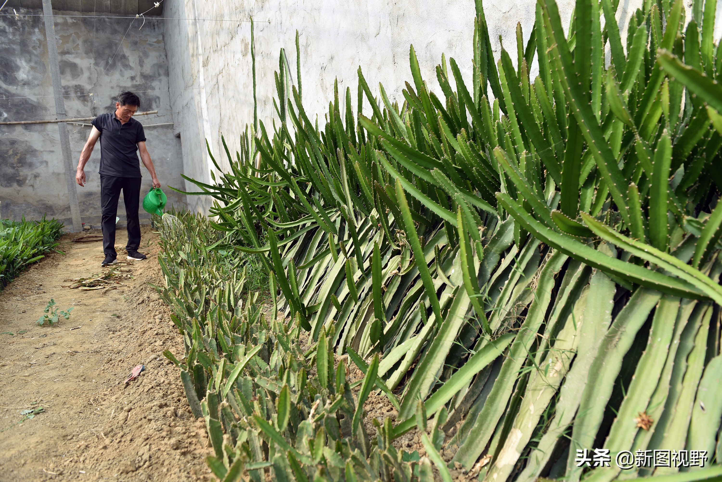 农村大哥吃火龙果,农村大哥种菜一年12万