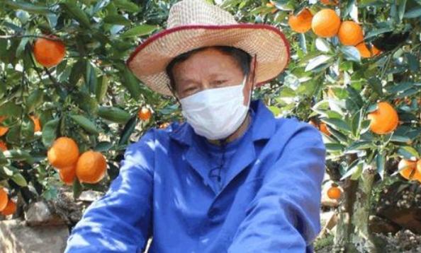 几十万斤鲜橙“烂在手里”，大爷却只能干着急，落下无助泪水