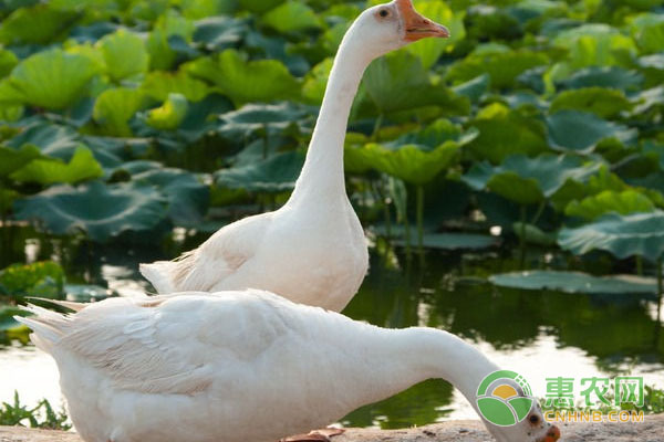 夏季鸭鹅疾病防治,鸭下雨怎么处理