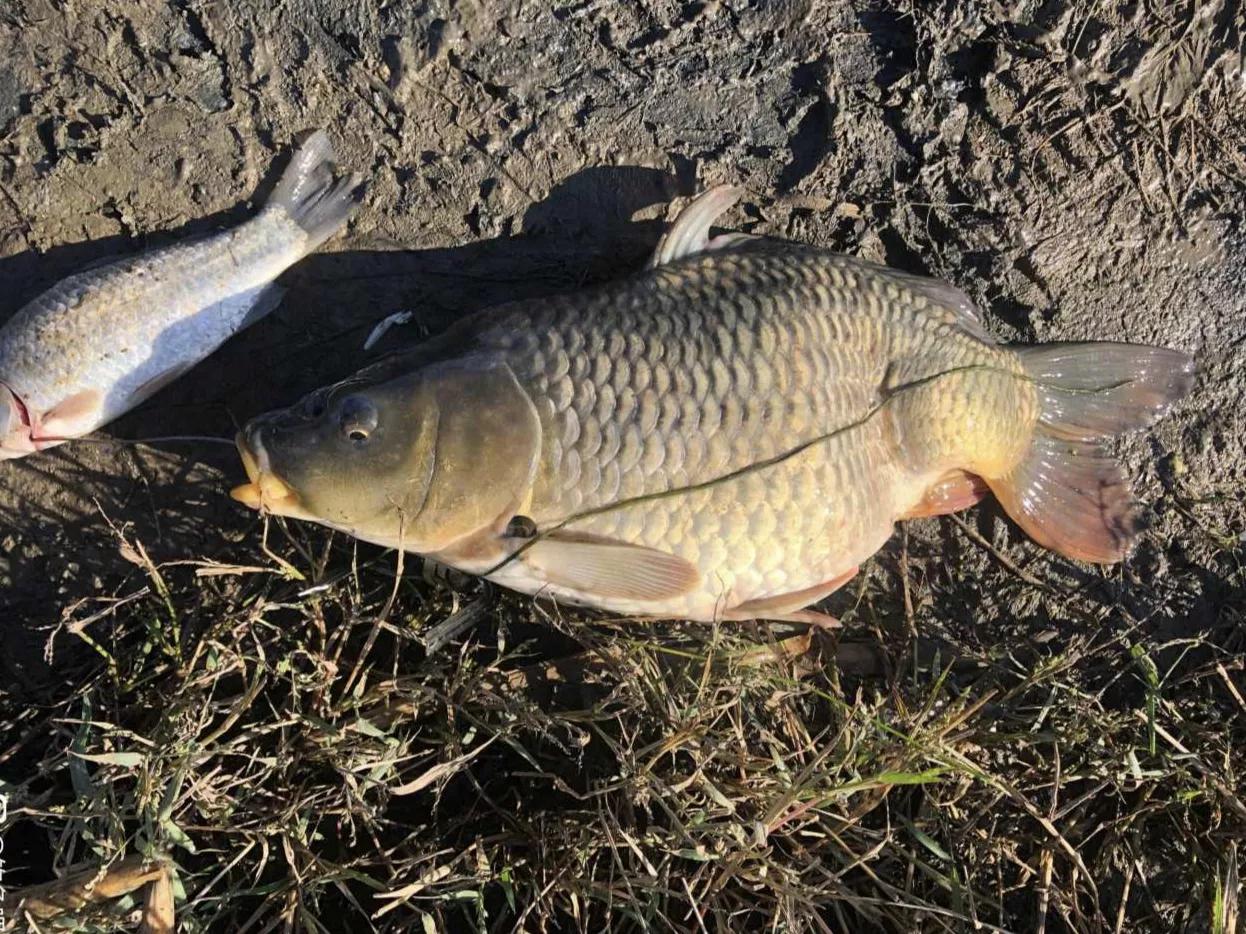 畸形的鱼吃了有什么危害,畸形鱼是怎么回事