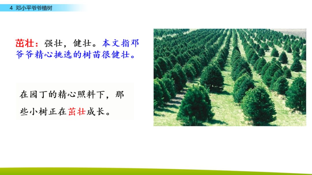 部编版二年级下册语文第4课《*小平邓**爷爷植树》知识点+图文讲解