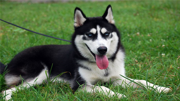 狗狗有哪三个信号说明已经怀孕了,怎么看出狗狗怀孕