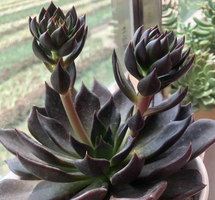 多肉黑王子老桩,黑王子多肉老桩