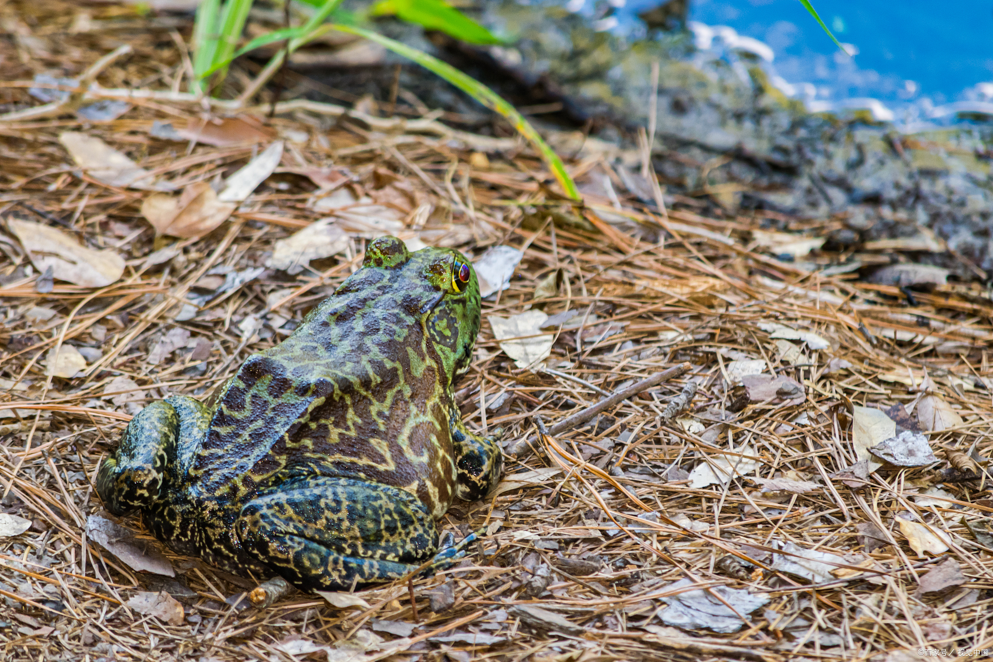 长沙最火网红餐厅,长沙最火的网红餐厅