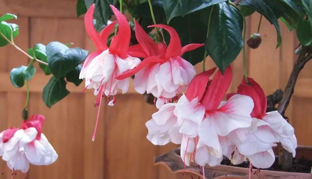 花朵颜值特别高的盆栽倒挂*钟金**,夏天容易挂掉,有什么办法挽救?