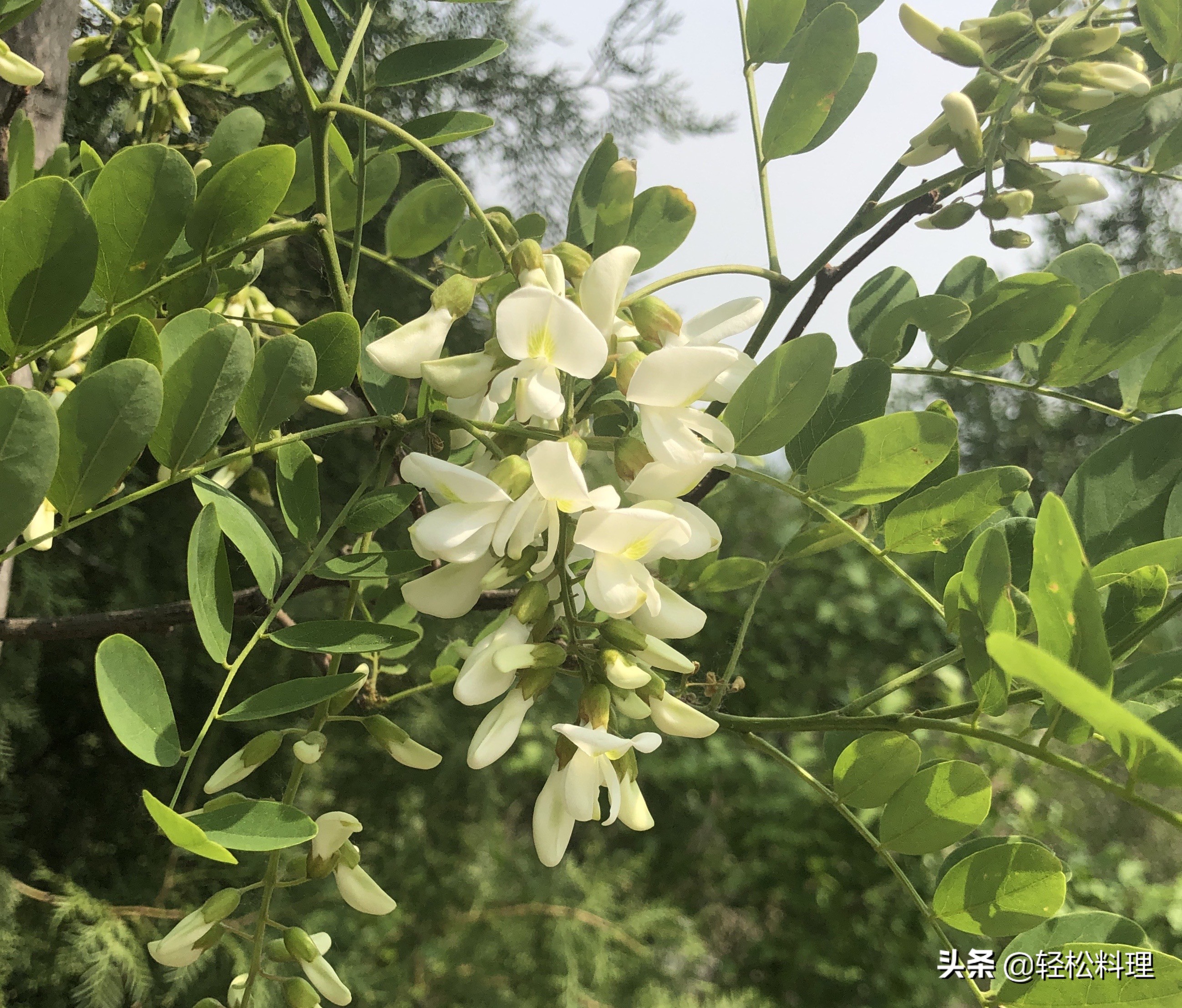 槐花这样做又酥又脆又美味,槐花的六种做法