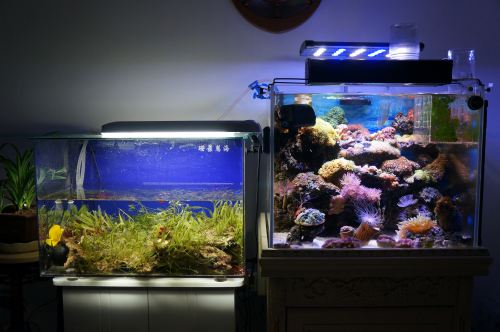 海水缸藻类去除方法,海水缸海藻怎么去除