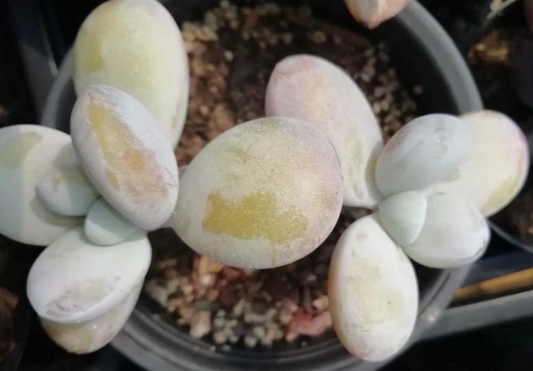 多肉养出状态来有多美?这102种多肉控养上色之后美呆了