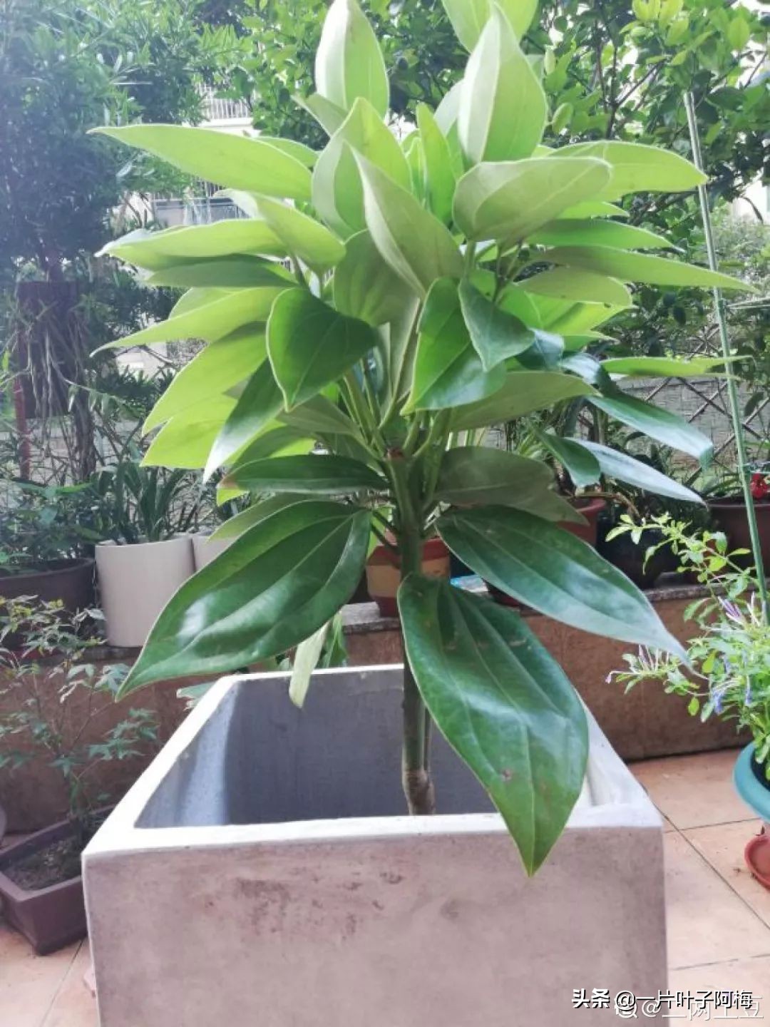 5个植物最招财,能开花又好养的植物又有寓意