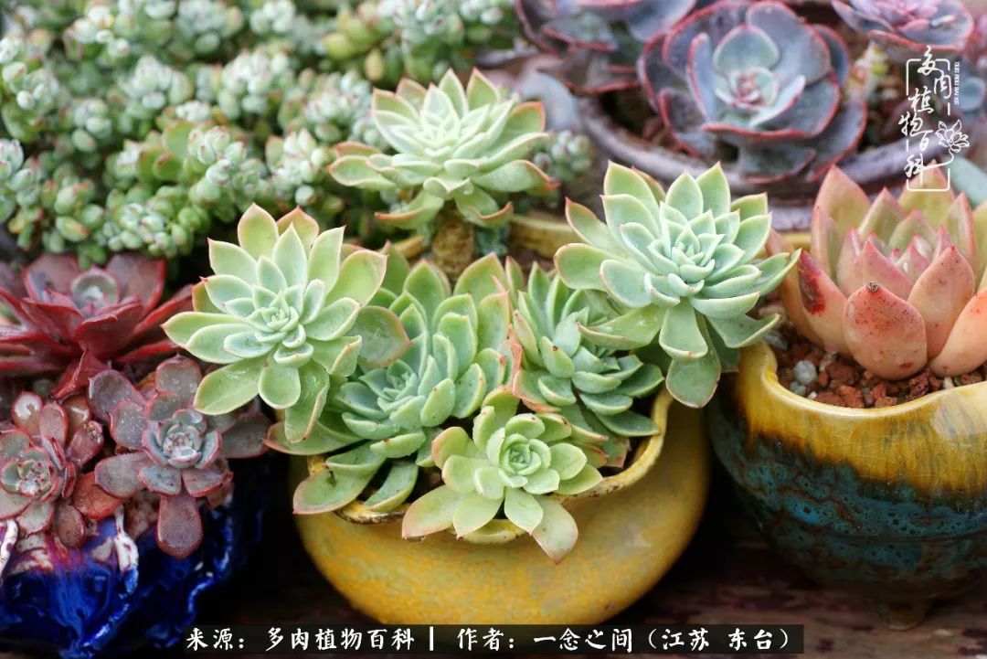 对多肉植物的爱心寄语,赏兰花感言